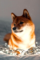 Red dog siba inu on the bed with Christmas garland. New Year lights around the cute dog. New Year's card with a dog. 