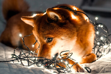 Red dog siba inu on the bed with Christmas garland. New Year lights around the cute dog. New Year's card with a dog. 