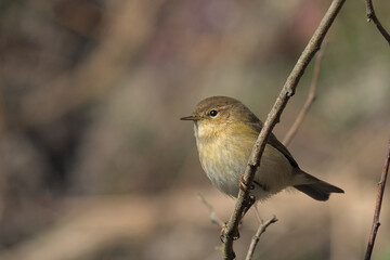 Obraz premium The style of the chiffchaff
