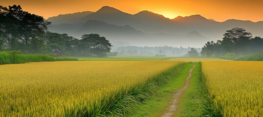 Naklejka premium Golden Rice Field at Sunset, a scenic view of farmland with mountains background at sunset time.