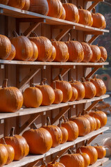 A large number of pumpkins fill the entire frame. The pumpkins vary in size and color, creating a simple yet vibrant autumn composition. Perfect for fall themes.