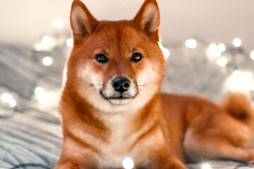 Red dog siba inu on the bed with Christmas garland. New Year lights around the cute dog. New Year's card with a dog. 