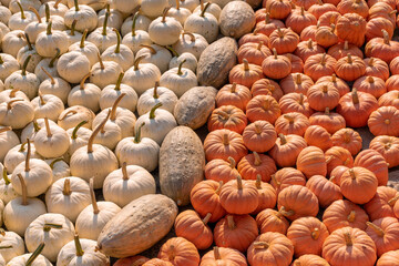 A large number of pumpkins fill the entire frame. The pumpkins vary in size and color, creating a simple yet vibrant autumn composition. Perfect for fall themes.