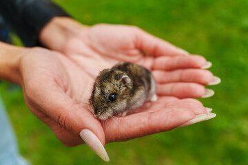 A small hamster nestled comfortably in a child's palm sparks joy and curiosity, embodying the innocence of companionship