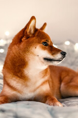 Red dog siba inu on the bed with Christmas garland. New Year lights around the cute dog. New Year's card with a dog. 