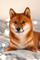Red dog siba inu on the bed with Christmas garland. New Year lights around the cute dog. New Year's card with a dog. 