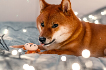 Red dog siba inu on the bed with Christmas garland. New Year lights around the cute dog. New Year's card with a dog. Toy dog hugging