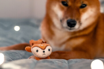 Red dog siba inu on the bed with Christmas garland. New Year lights around the cute dog. New Year's card with a dog. Toy dog hugging