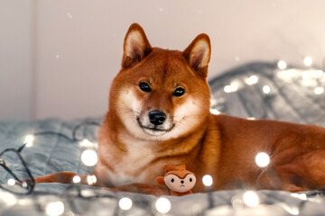 Red dog siba inu on the bed with Christmas garland. New Year lights around the cute dog. New Year's card with a dog. Toy dog hugging