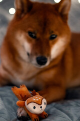 Red dog siba inu on the bed with Christmas garland. New Year lights around the cute dog. New Year's card with a dog. Toy dog hugging