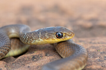 A juvenile short-snouted grass snake (Psammophis brevirostris) in the wild