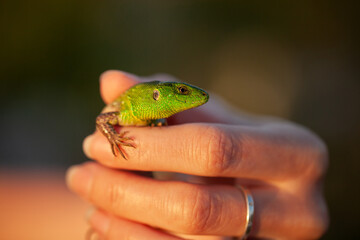 Close up view of a green lizard on the ground. A small lizard with its mouth open.