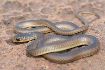 A juvenile short-snouted grass snake (Psammophis brevirostris) in the wild