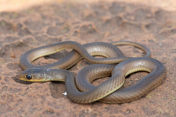 A juvenile short-snouted grass snake (Psammophis brevirostris) in the wild