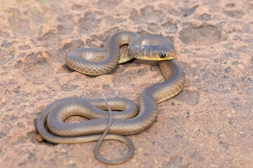 A juvenile short-snouted grass snake (Psammophis brevirostris) in the wild