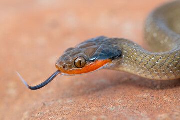 Close-up of the beautiful head of a red-lipped herald snake (Crotaphopeltis hotamboeia) 