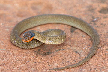 A beautiful red-lipped herald snake (Crotaphopeltis hotamboeia) in a defensive striking pose