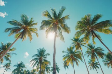 Fototapeta premium Palm trees stretch high against a bright sun and clear blue sky, creating a tropical atmosphere on a sunny day