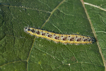 Caterpillar cabbage white butterfly on a green leaf close-up. Cabbage white butterfly (Latin Pieris brassicae) is a diurnal butterfly from the family Pieridae.