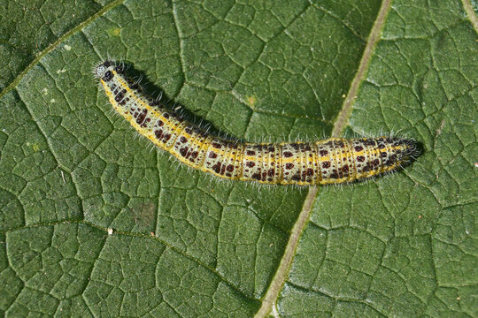 Caterpillar cabbage white butterfly on a green leaf close-up. Cabbage white butterfly (Latin Pieris brassicae) is a diurnal butterfly from the family Pieridae.