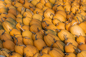 A large number of pumpkins fill the entire frame. The pumpkins vary in size and color, creating a simple yet vibrant autumn composition. Perfect for fall themes.