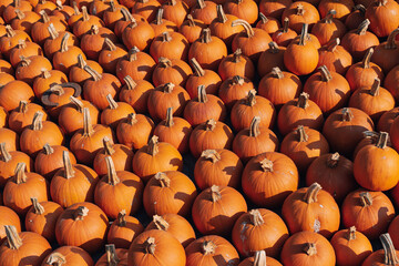 A large number of pumpkins fill the entire frame. The pumpkins vary in size and color, creating a simple yet vibrant autumn composition. Perfect for fall themes.