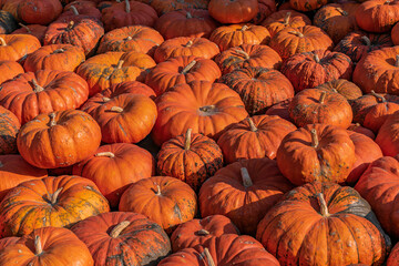A large number of pumpkins fill the entire frame. The pumpkins vary in size and color, creating a simple yet vibrant autumn composition. Perfect for fall themes.