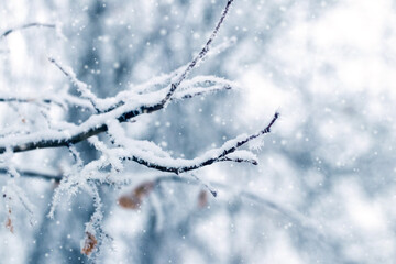 snow covered tree branches in winter forest during heavy snowfall