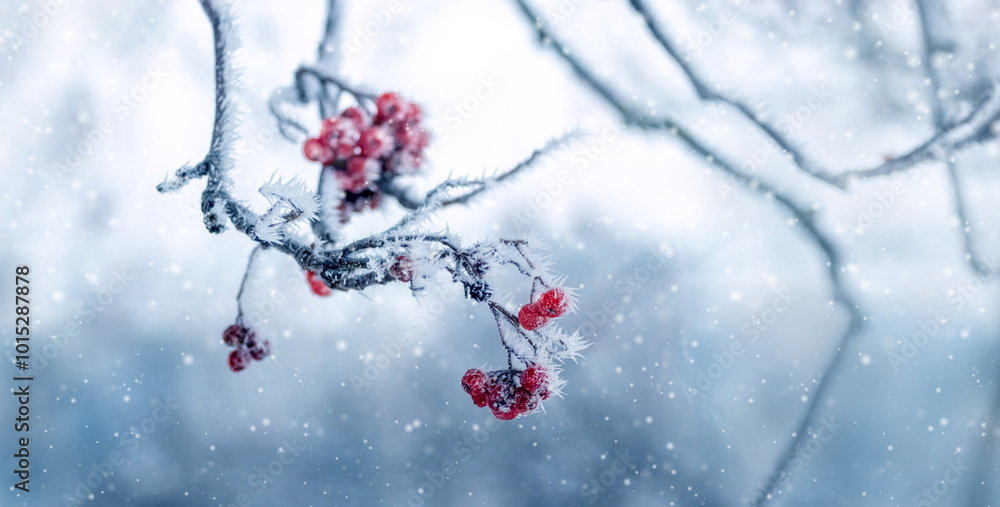 Poster frost covered rowan tree branches with red berries in winter during snowfall
