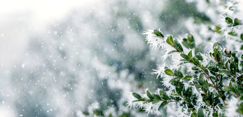 frost covered boxwood branches with green leaves in winter during snowfall, winter background