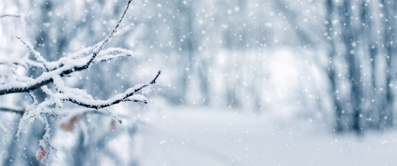 winter forest with snowy tree branch on blurred background during snowfall