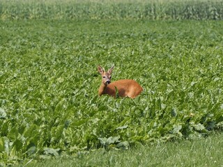 Reh (Capreolus capreolus) in einem Feld