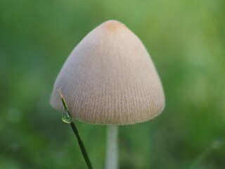 Pilz Milchweiße Samthäubchen (Conocybe albipes) mit unscharfem Hintergrund