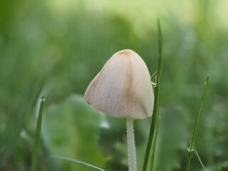 Pilz Milchweiße Samthäubchen (Conocybe albipes) mit unscharfem Hintergrund