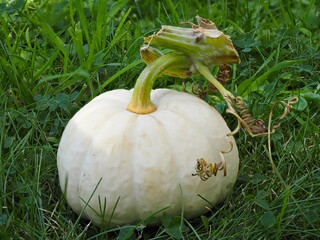Zierkürbis als Dekoration im Herbst