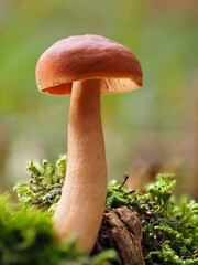 Pilz im Wald als Makro mit unscharfem Hintergrund