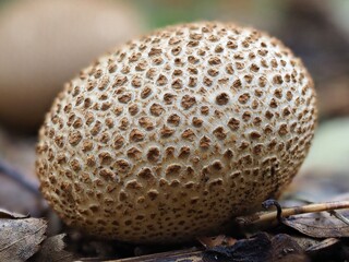 Pilz im Wald als Makro mit unscharfem Hintergrund