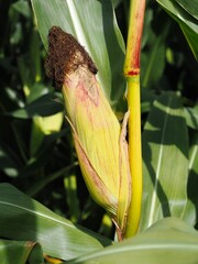 Maisfeld im Sommer am Niederrhein