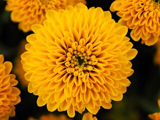 Makro einer bunten Blüte vor unscharfem Hintergrund