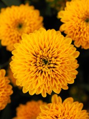 Makro einer bunten Blüte vor unscharfem Hintergrund