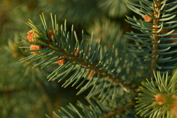 short needles of a coniferous tree close-up on a green background, texture of needles of a Christmas tree close-up, blue pine branches, texture of pine needles, green branches of a pine tree close-up