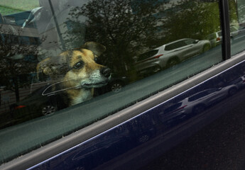a small dog inside a car, looking out of the window with a thoughtful expression