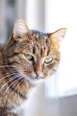tabby brown cat close up near the window