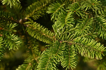 short needles of a coniferous tree close-up on a green background, texture of needles of a Christmas tree close-up, blue pine branches, texture of pine needles, green branches of a pine tree close-up