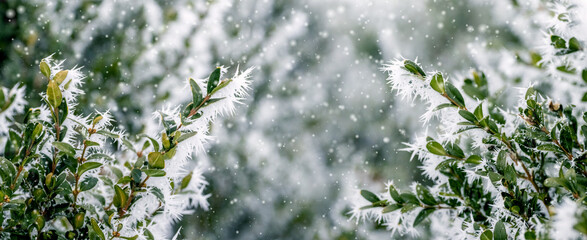 frost covered boxwood branches with green leaves in winter during snowfall, winter background