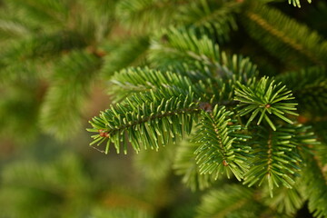 short needles of a coniferous tree close-up on a green background, texture of needles of a Christmas tree close-up, blue pine branches, texture of pine needles, green branches of a pine tree close-up