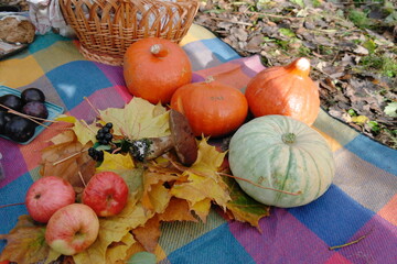 still life of pumpkins, apples on a tablecloth in autumn
