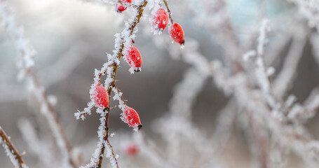 frost-covered rosehip bush with red berries in winter