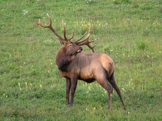 Sacrificial Lamb Elk Bull Once Known as Handlebars Gentle Non Typical Antlers