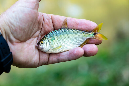 A  Brazilian Yellow-tail Lambari (Astyanax altiparanae) - Freshwater fish